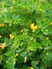 Medicago orbicularis