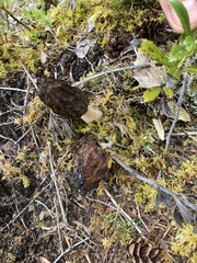 Morchella angusticeps
