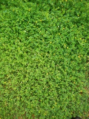 Medicago orbicularis