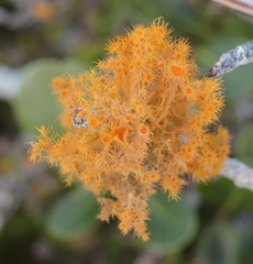 Teloschistes puber