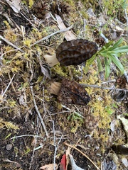 Morchella angusticeps
