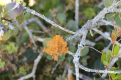 Teloschistes puber