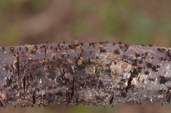 Godronia uberiformis