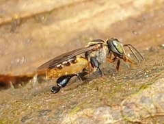 Lepidotrigona terminata