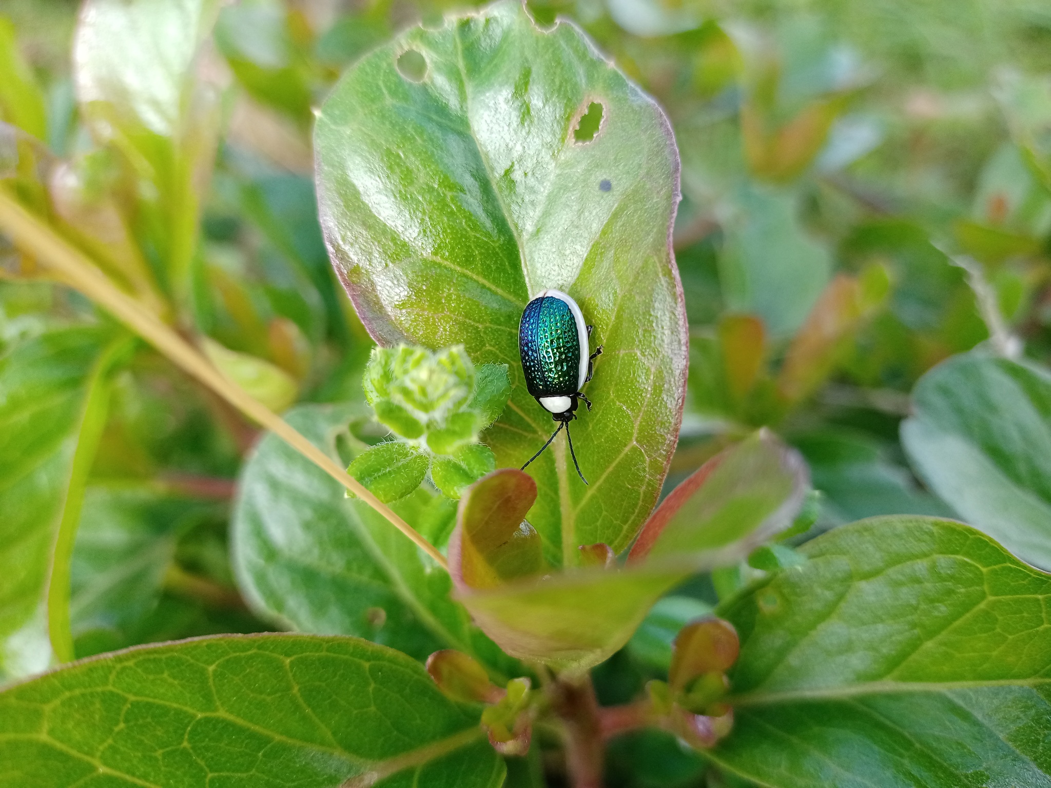 Galerucinae image