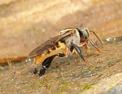 Lepidotrigona terminata