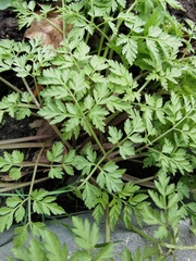 Anthriscus sylvestris