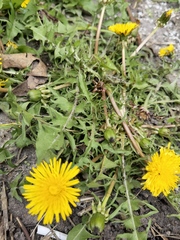 Taraxacum officinale