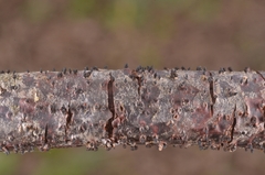 Godronia uberiformis