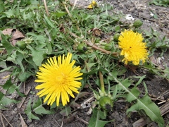 Taraxacum officinale