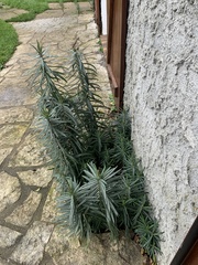 Euphorbia lathyris