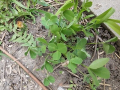 Trifolium hybridum
