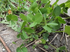 Trifolium hybridum