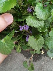 Glechoma hederacea
