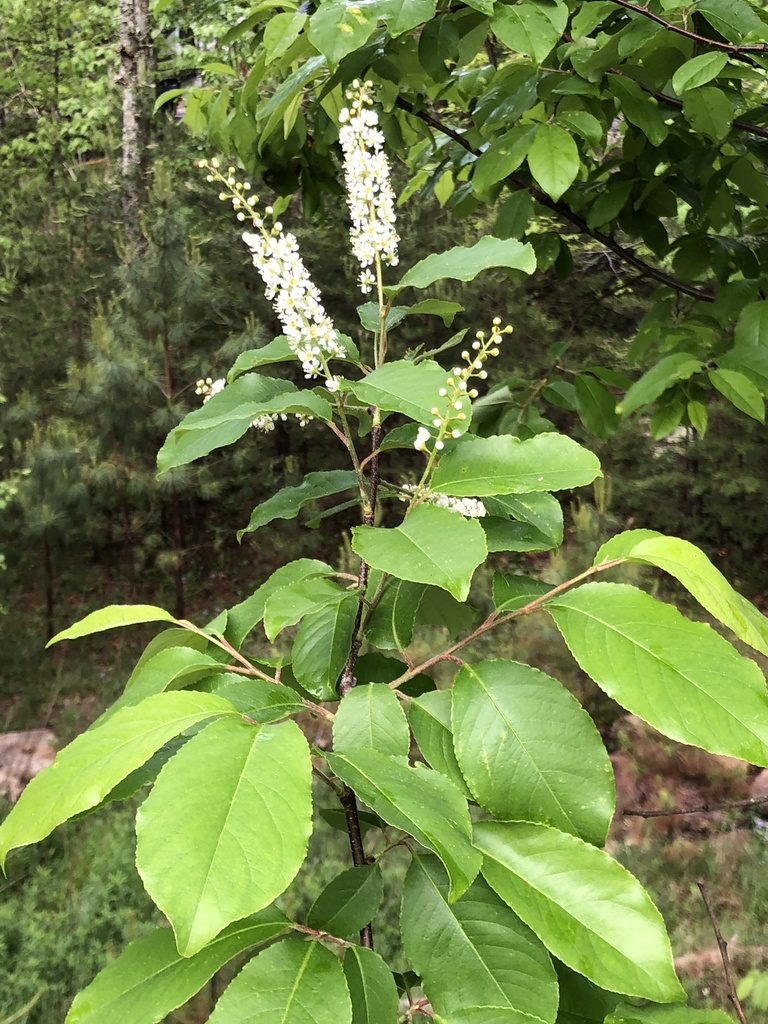 Alabama Cherry