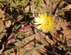 Conicosia pugioniformis