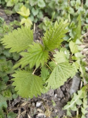 Urtica dioica