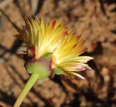 Conicosia pugioniformis