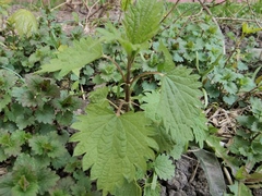 Urtica dioica