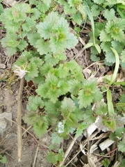 Glechoma hederacea