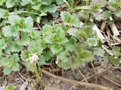 Glechoma hederacea
