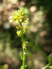 Sisymbrium officinale