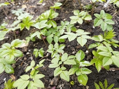 Aegopodium podagraria