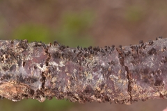 Godronia uberiformis