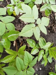 Aegopodium podagraria