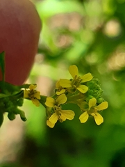 Sisymbrium officinale