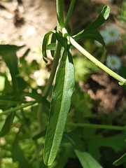 Sisymbrium officinale