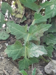 Sisymbrium officinale