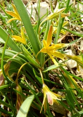 Gagea reverchonii