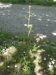 Sisymbrium officinale