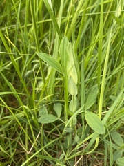 Lathyrus linifolius