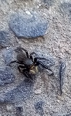 Euophrys herbigrada