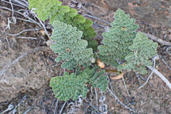 Anemia caffrorum