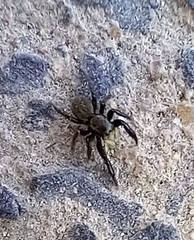 Euophrys herbigrada