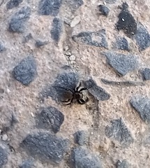 Euophrys herbigrada