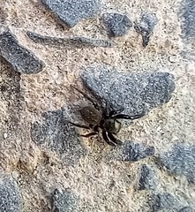 Euophrys herbigrada