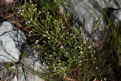 Phylica humilis