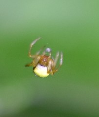 Araneus viridiventris