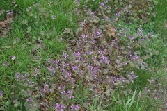 Lamium amplexicaule