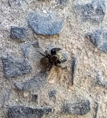 Euophrys herbigrada