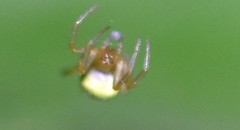 Araneus viridiventris