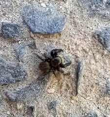 Euophrys herbigrada