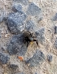 Euophrys herbigrada