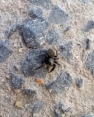 Euophrys herbigrada