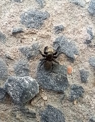 Euophrys herbigrada