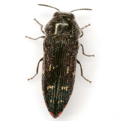 Acmaeodera uvaldensis
